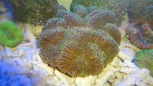Coral export