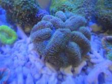 Hard coral