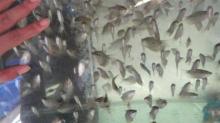 Fish tank