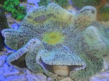 Marine invertebrates