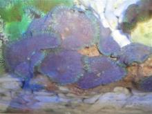 Mushroom coral