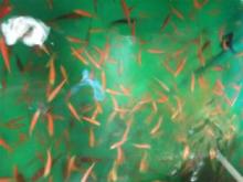Marine  fish 