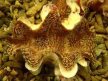 Squamosa clam for aquarium
