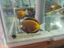 Saltwater fish