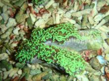 hard coral export