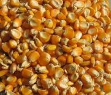 Sweet Yellow Corn