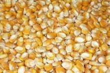 FRESH SWEET YELLOW CORN
