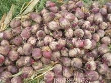 fresh beet root