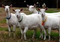 New 100% Goat Milk Powder