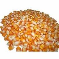 New Crop Yellow and White Corn for Animal Feed and Human Consumption