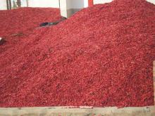RED CHILLI