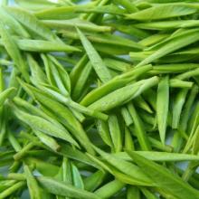 Organic green tea|green tea extract