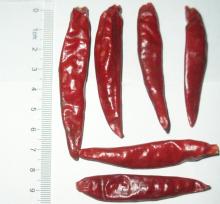 hot unit  tianying   chili  pepper