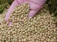Non-GMO / GMO Soybeans Grade#1