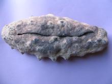 White Teat fish