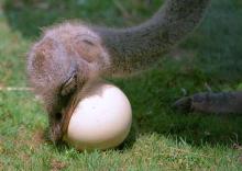 Ostrich and fresh fertile ostrich eggs.