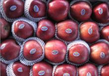 fresh red apple