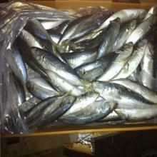 frozen horse mackerel fish