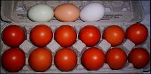 eggs