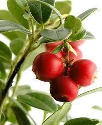 Organic Camu Camu Powder