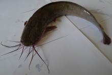  Frozen   Catfish  / Poisson Chat / Barge (Clarias fuscus)