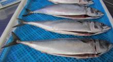 Frozen Mackerel Gutted Gill On