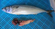 Frozen  Mackerel   Gutted  Gill Off-