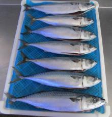 Frozen Mackerel Gutted Gill Off