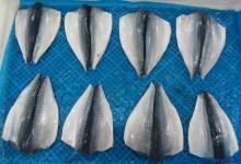 Frozen canning Mackerel Flap