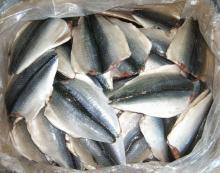 IQF frozen Mackerel Flap