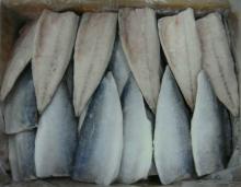 IQF frozen Mackerel Fillet