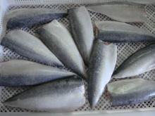 IQF PBI Mackerel Fillet