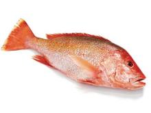 Red snapper whole round gutted(duyen.gmf)