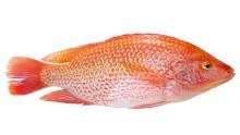 Red tilapia WGGS (duyen.gmf)