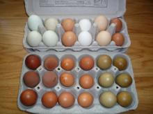 Fertile Eggs