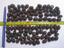Dried Lotus Seed