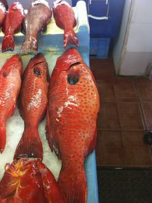 CORAL TROUT