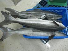 Fresh  cobia  whole round headon/headless