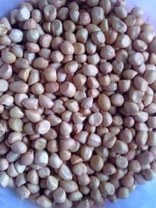 70/90 PEANUT KERNEL
