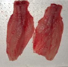 Tilapia Fillets