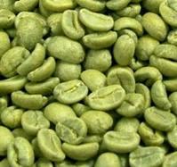 Best Quality 2013 Green Coffee Bean Extract Chlorogenic acid