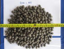 Lotus Seeds