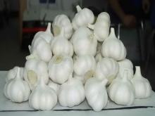 Fresh Garlic