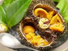 Fresh Sea Urchin