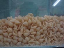 Shell Pasta
