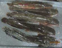 FROZEN and FRESH PANGASIUS CATFISH
