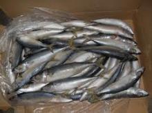 Quanity Atlantic Herring Fish