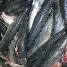 Whole Frozen Seafood Mackerel fish