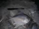 WHITE SILVER POMFRET WHOLE ROUND