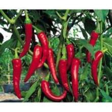 Paprika  Oleoresin 